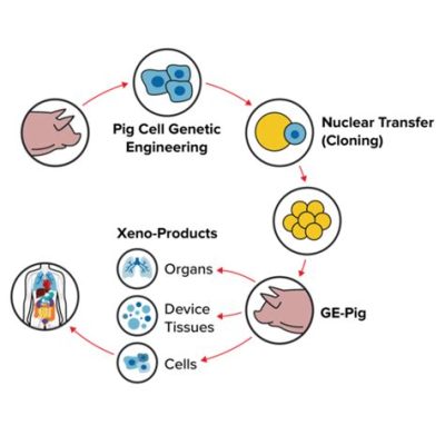  Xenotransplantation: 什麼是Xeno-Glycosaminoglycans在生物醫學領域的應用潛力？