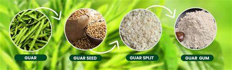  Guar Gum 應用於食品產業和油田開發的驚人潛力！